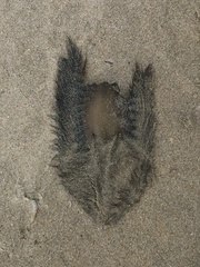 Callorhinchus callorynchus