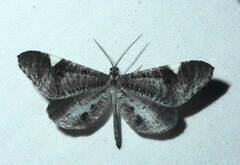 Macrosoma heliconiaria