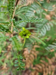 Dodonaea multijuga