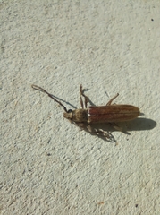Aneflus glabropunctatus
