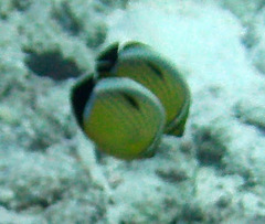 Chaetodon austriacus