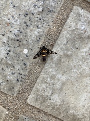 Amata sperbius