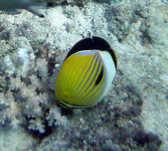 Chaetodon austriacus