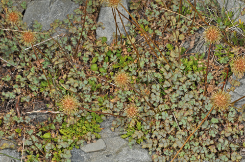 Acaena fissistipula
