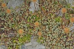 Acaena fissistipula