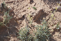 Eriogonum lachnogynum