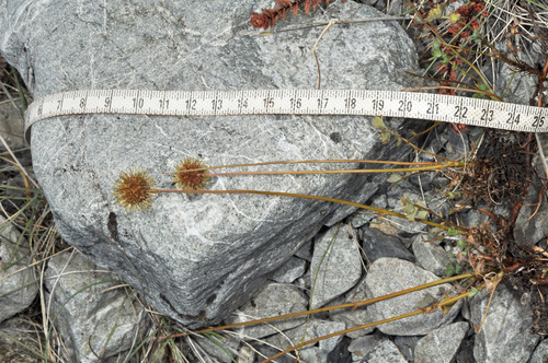 Acaena fissistipula, photograph 2