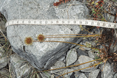 Acaena fissistipula, photograph (c) Pieter Pelser, some rights reserved (CC BY)