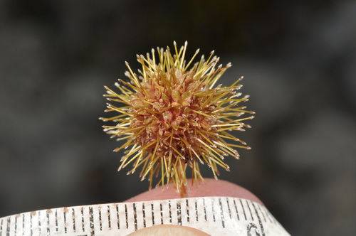 Acaena fissistipula, photograph 3