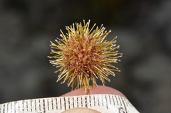Acaena fissistipula, photograph (c) Pieter Pelser, some rights reserved (CC BY)