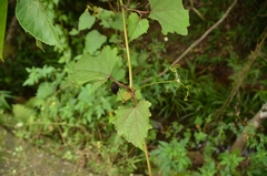 Ampelopsis glandulosa heterophylla