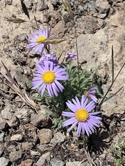 Erigeron poliospermus