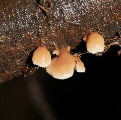 Lentinellus pulvinulus