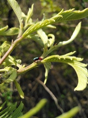 Phrynocepha