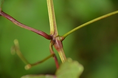 Ampelopsis glandulosa heterophylla