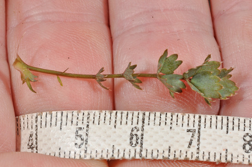 Acaena fissistipula, photograph 5