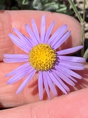 Erigeron poliospermus