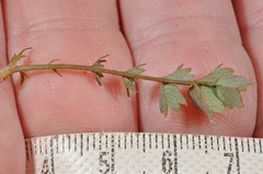 Acaena fissistipula, photograph (c) Pieter Pelser, some rights reserved (CC BY)