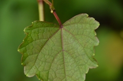 Ampelopsis glandulosa heterophylla