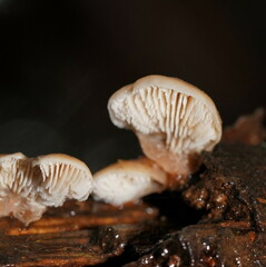 Lentinellus pulvinulus