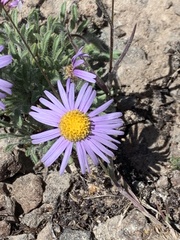 Erigeron poliospermus