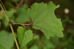 Ampelopsis glandulosa heterophylla