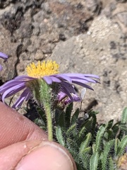 Erigeron poliospermus