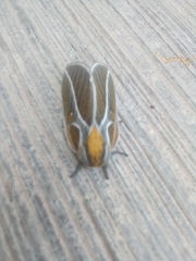 Syssphinx albolineata