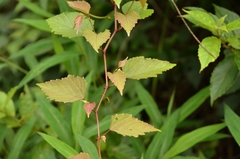 Ampelopsis glandulosa heterophylla