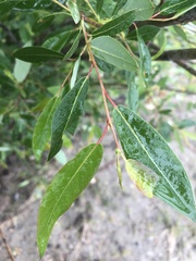 Salix prolixa