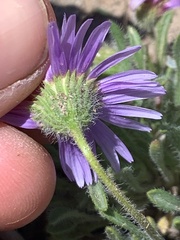 Erigeron poliospermus