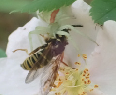 Temnostoma excentrica