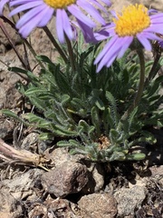 Erigeron poliospermus