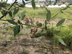 Salix prolixa