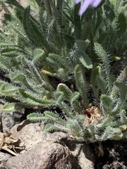 Erigeron poliospermus