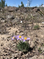 Erigeron poliospermus