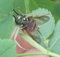 Temnostoma excentrica