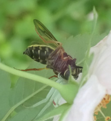 Temnostoma excentrica