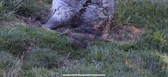 Toxostoma redivivum