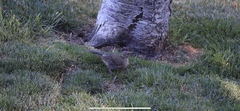 Toxostoma redivivum