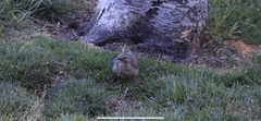 Toxostoma redivivum