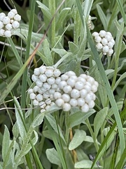 Antennaria anaphaloides