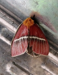 Pseudodirphia menander