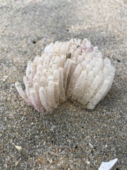 Concholepas concholepas