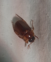 Cyclocephala borealis