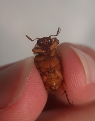 Cyclocephala borealis