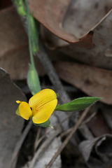 Zornia dyctiocarpa