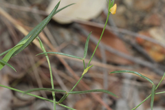 Zornia dyctiocarpa