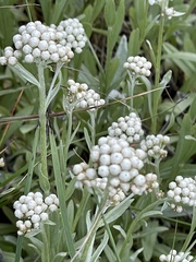 Antennaria anaphaloides