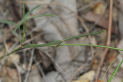 Zornia dyctiocarpa